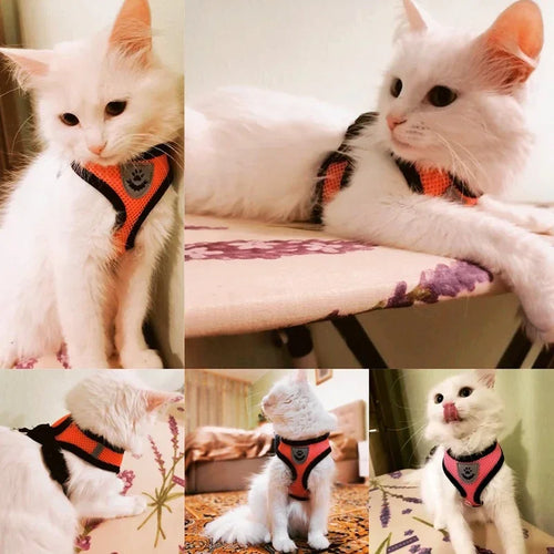 Adjustable Reflective Cat & Dog Harness Vest with Leash – Soft Mesh | S/M/L