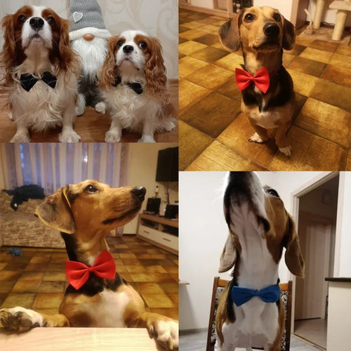 Adjustable Pet Bow Tie – Cats & Dogs | Stylish Collar Accessory